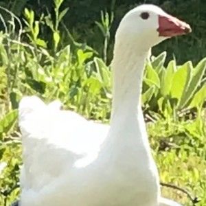 Meet your Posher, Roxanne